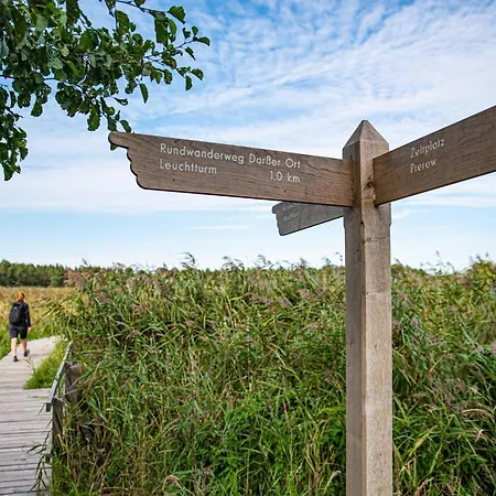 Deichrose Zingst
