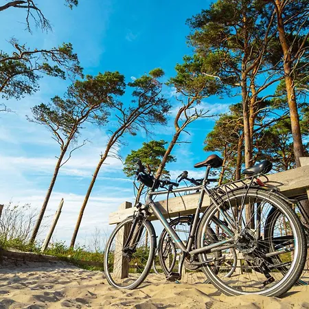 Deichrose Zingst